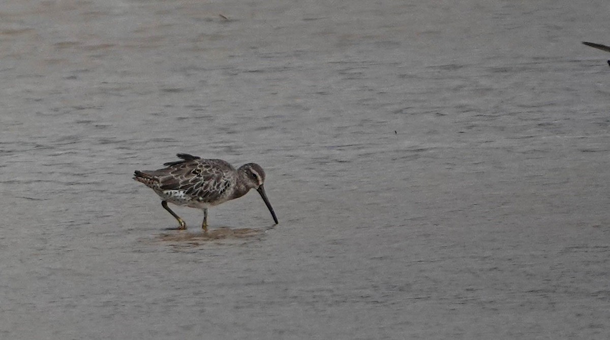 Short-billed Dowitcher - Debbie Carr