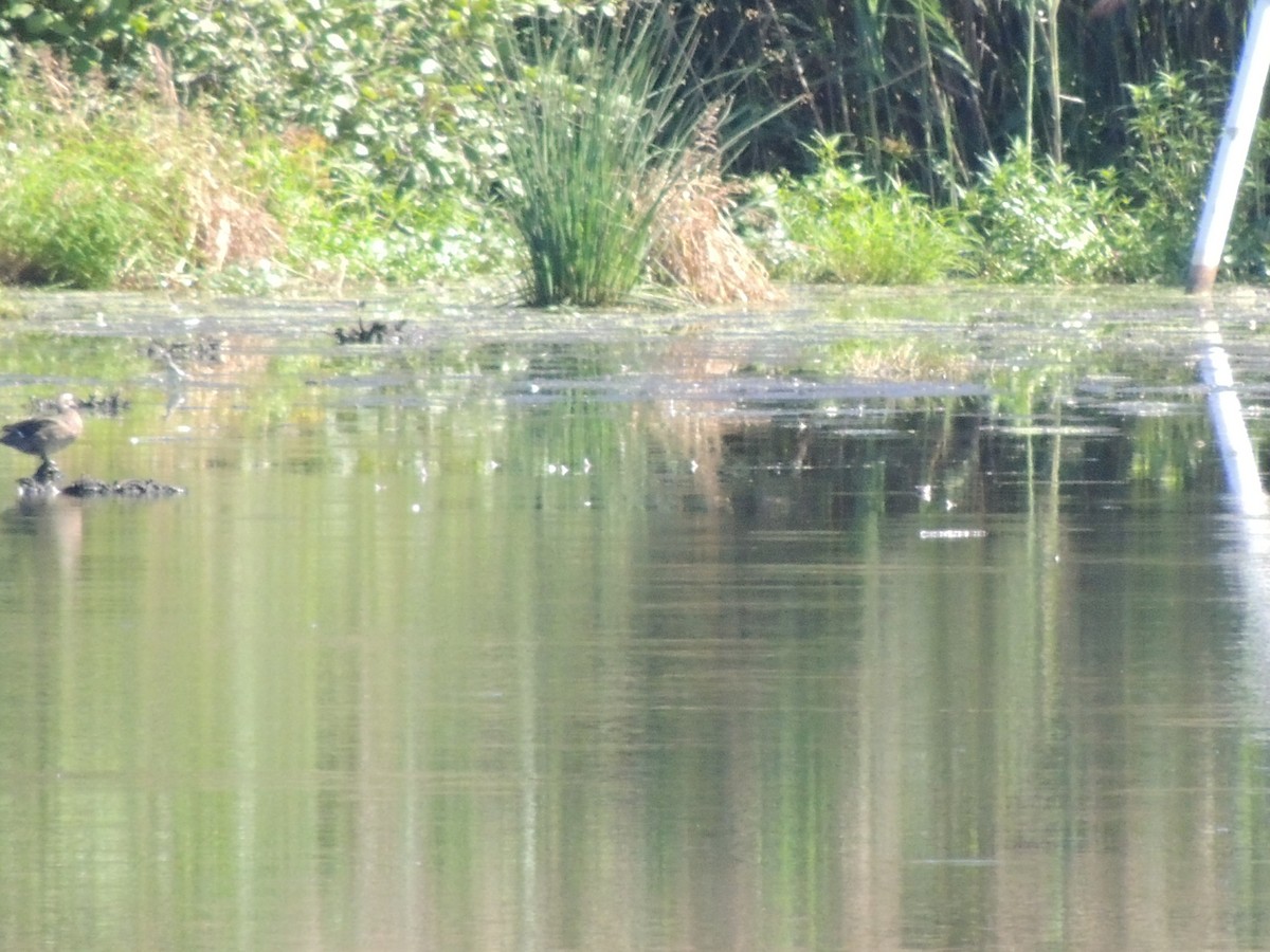 Solitary Sandpiper - ML608363976