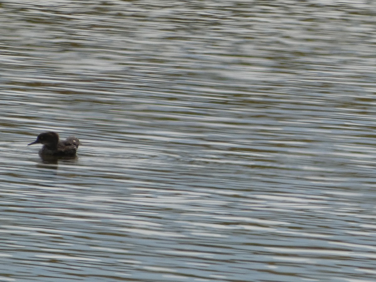 Hooded Merganser - ML608364007