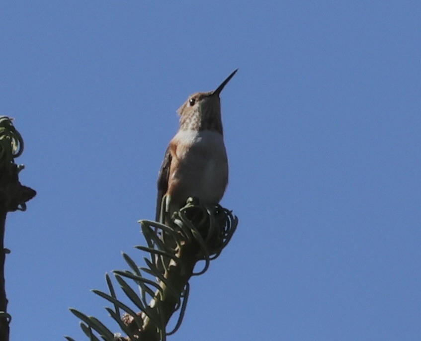 Rufous Hummingbird - ML608364008