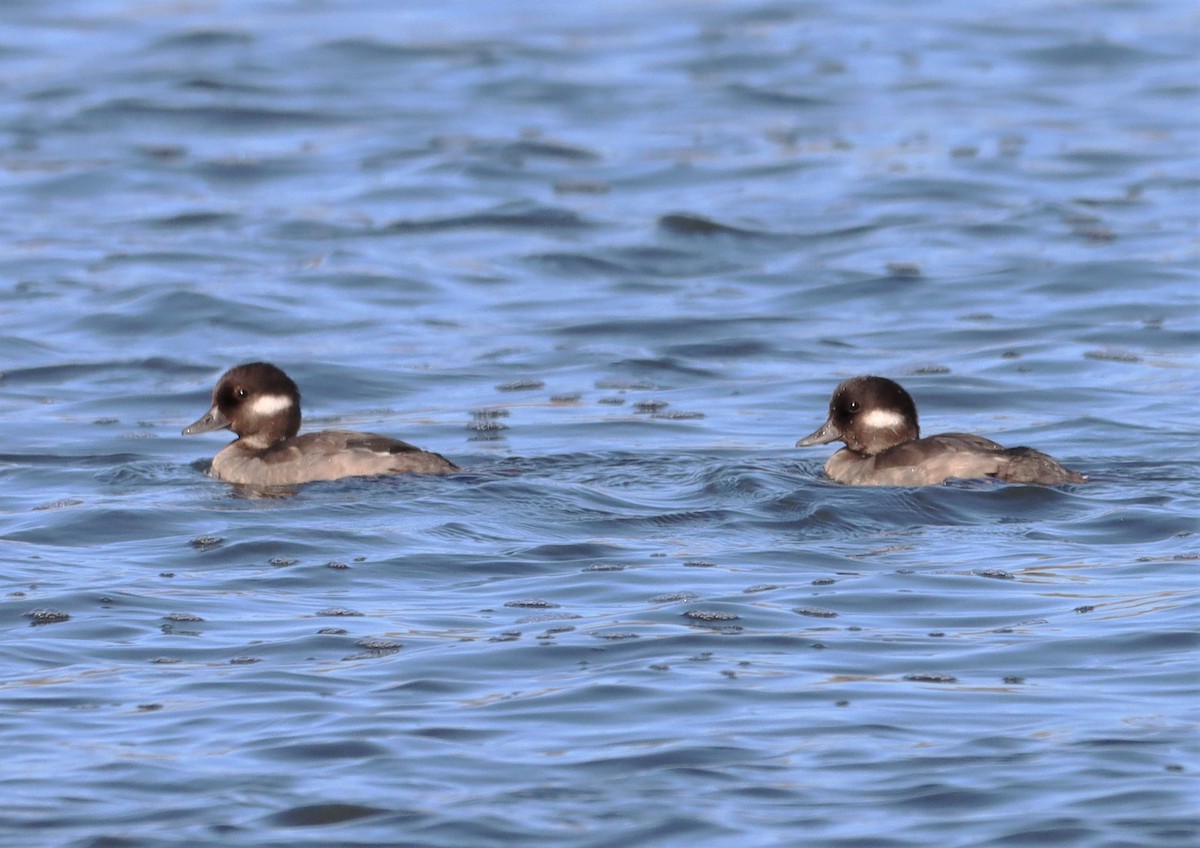 Bufflehead - Michel Marsan