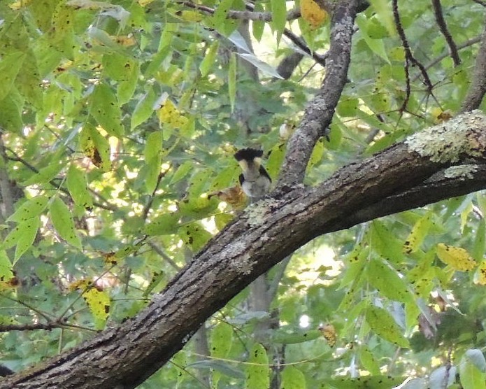 American Redstart - James Harding