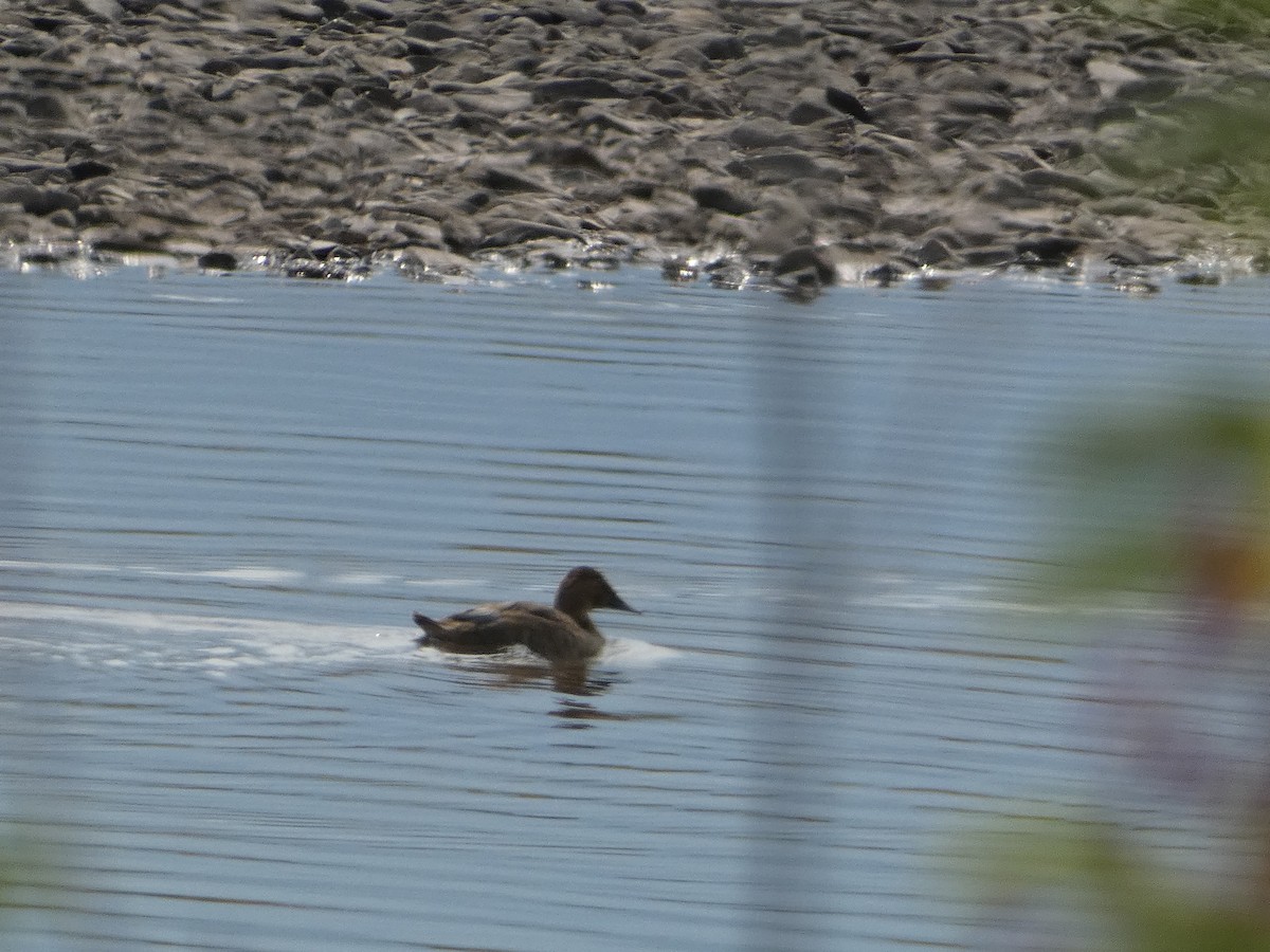 Canvasback - ML608364060