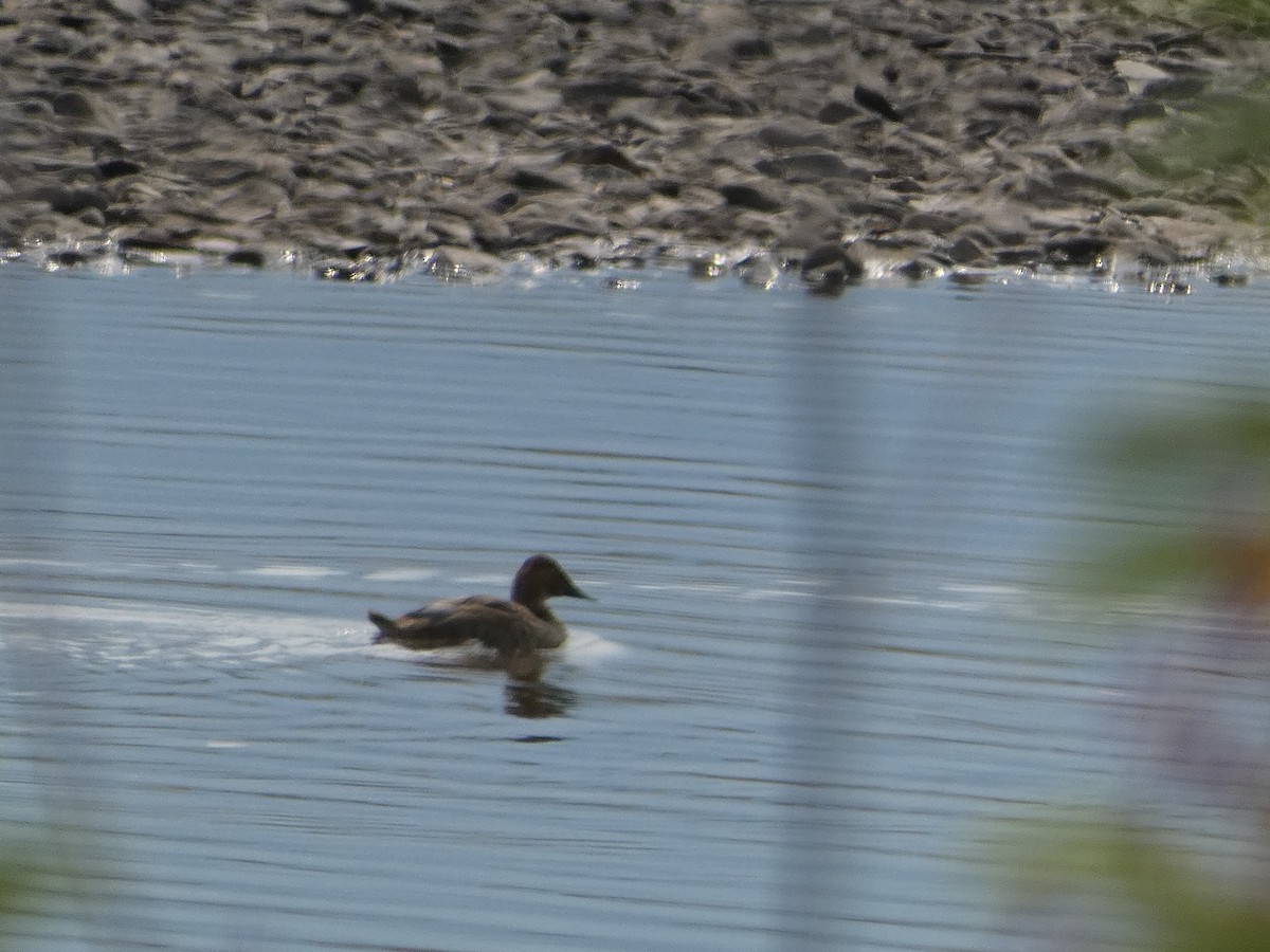 Canvasback - Al Guarente