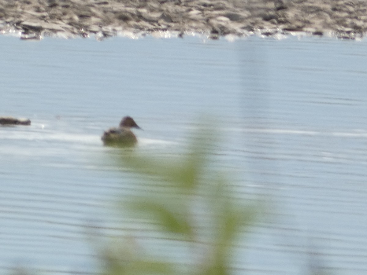 Canvasback - ML608364062