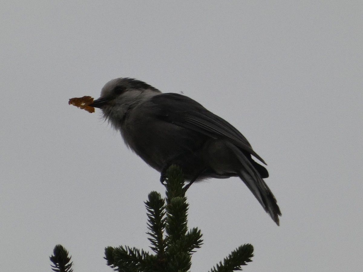 Canada Jay - Al Guarente