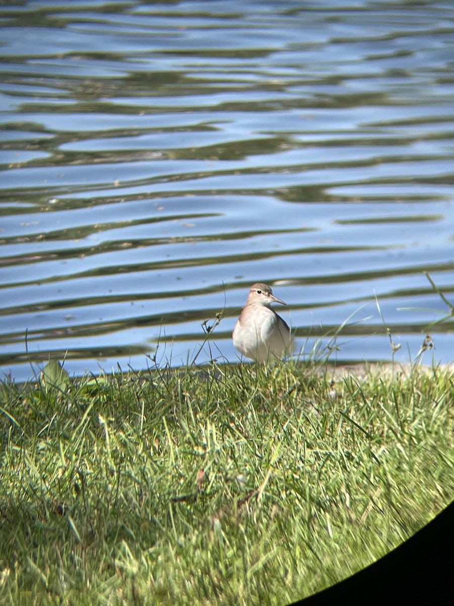 Spotted Sandpiper - ML608364215