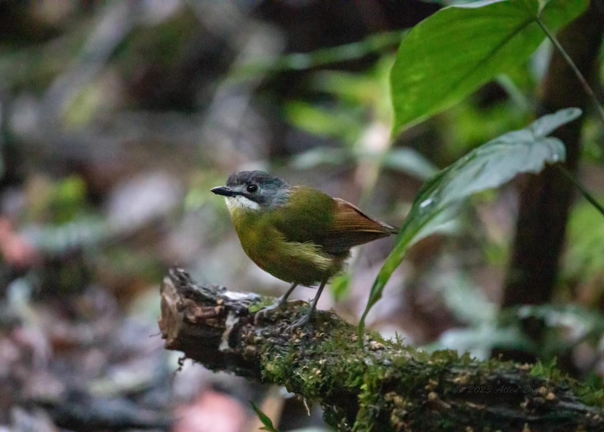 Green-backed Robin - ML608364220