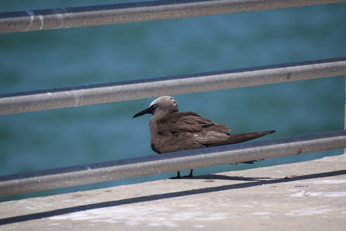 Brown Noddy - Matthew Press