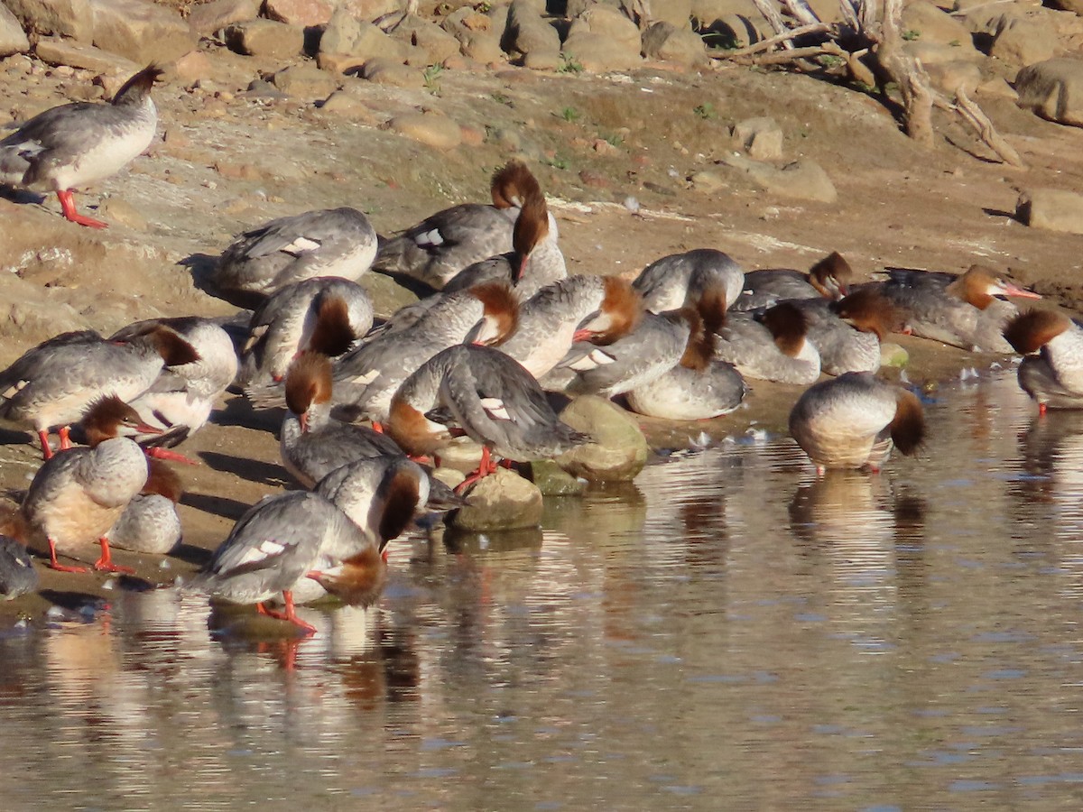 Common Merganser - ML608364284