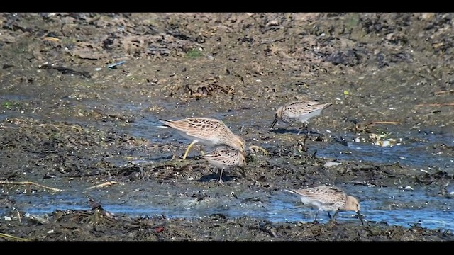 Pectoral Sandpiper - ML608364285