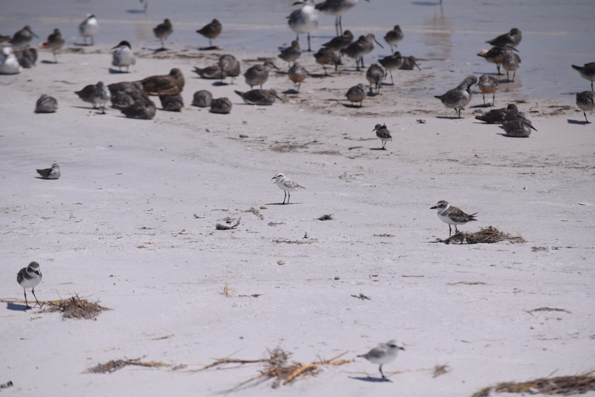 Snowy Plover - Matthew Press