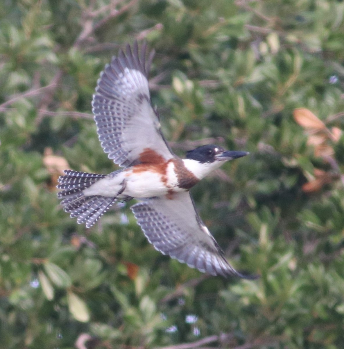 Belted Kingfisher - ML608364332