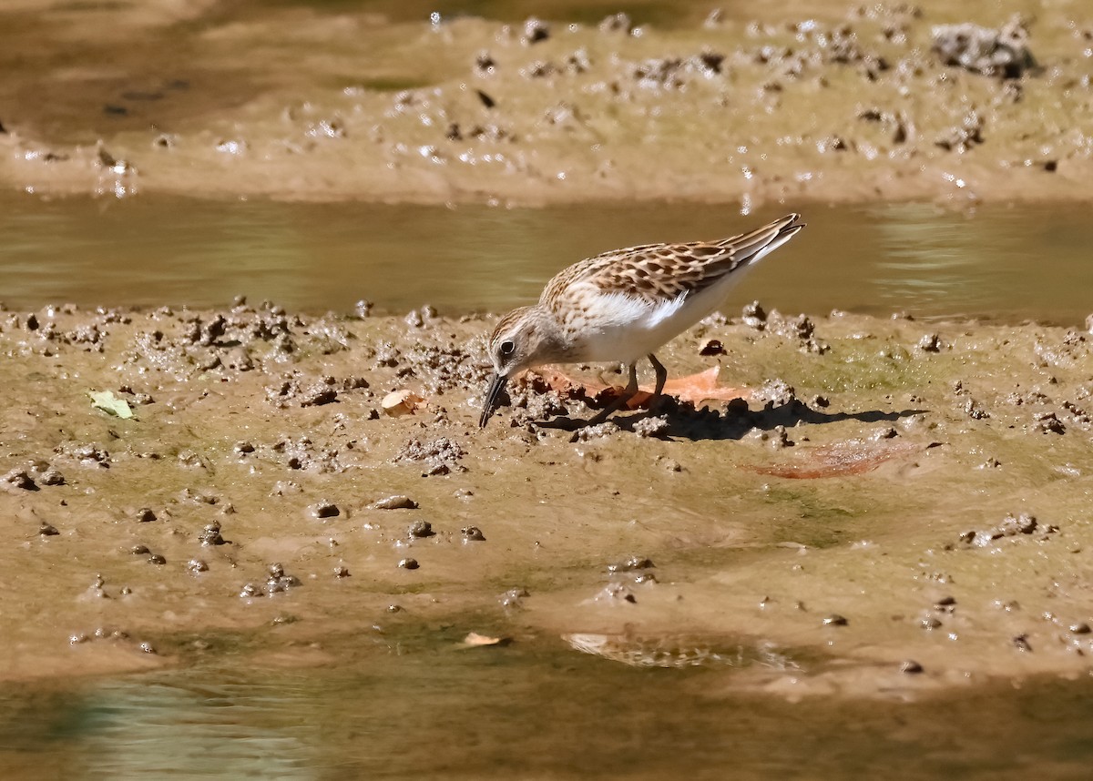 Least Sandpiper - Anir Bhat