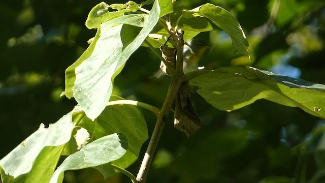 Northern Parula - ML608364363