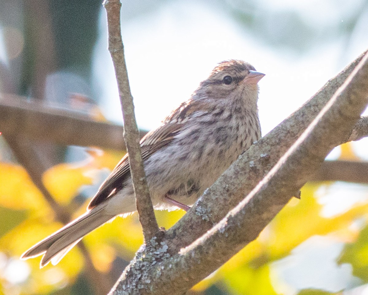 Chipping Sparrow - ML608364371