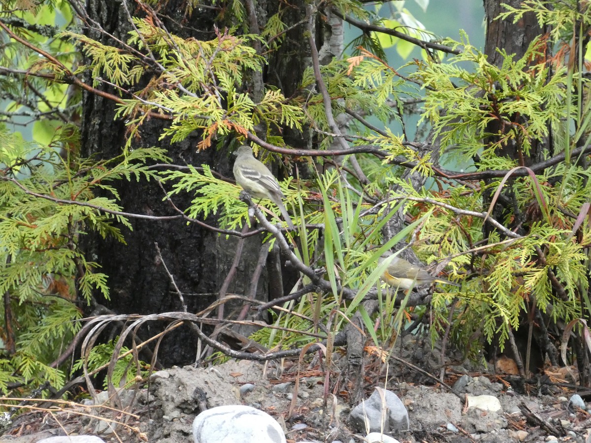 Hammond's Flycatcher - ML608364374