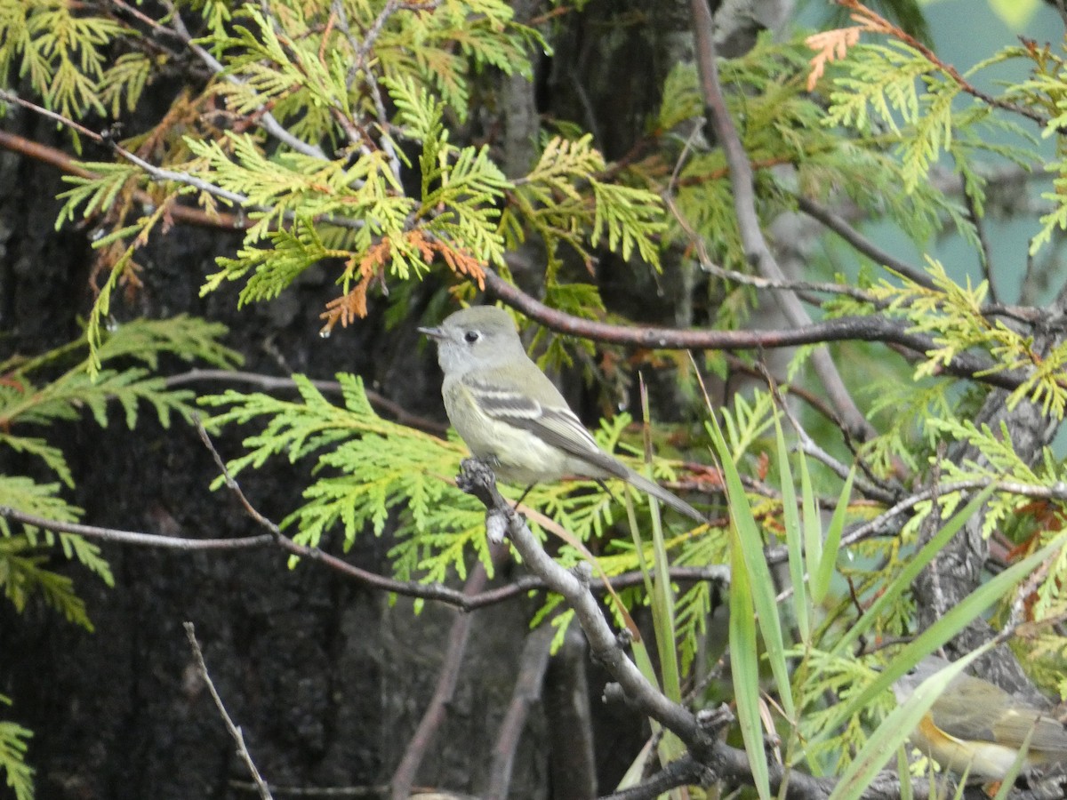 Hammond's Flycatcher - ML608364375