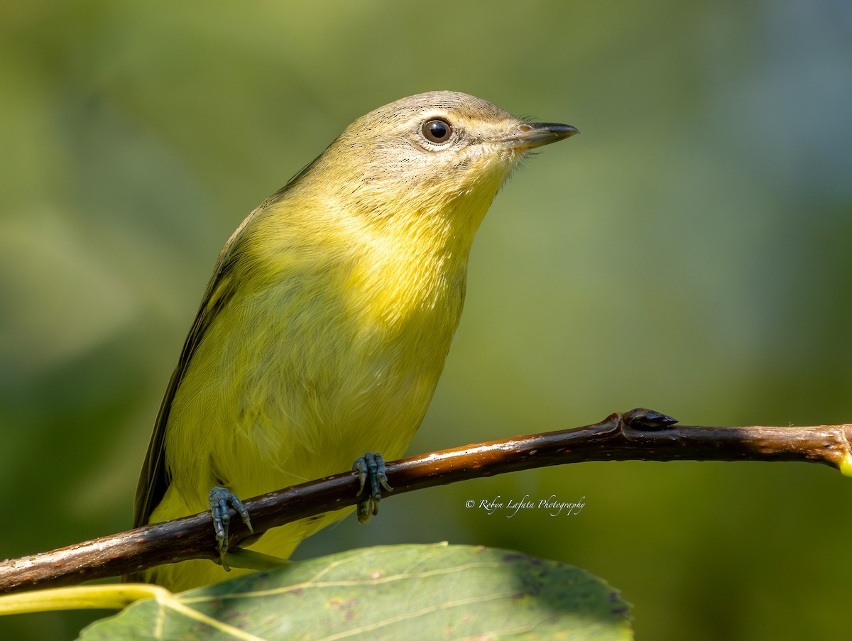 Philadelphia Vireo - ML608364400