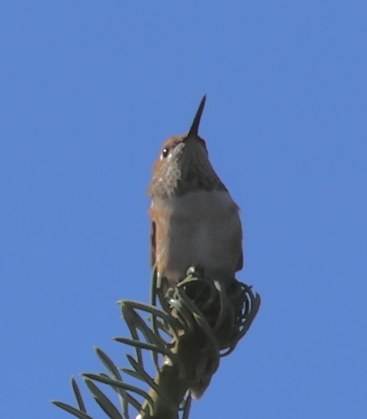 Rufous Hummingbird - ML608364404