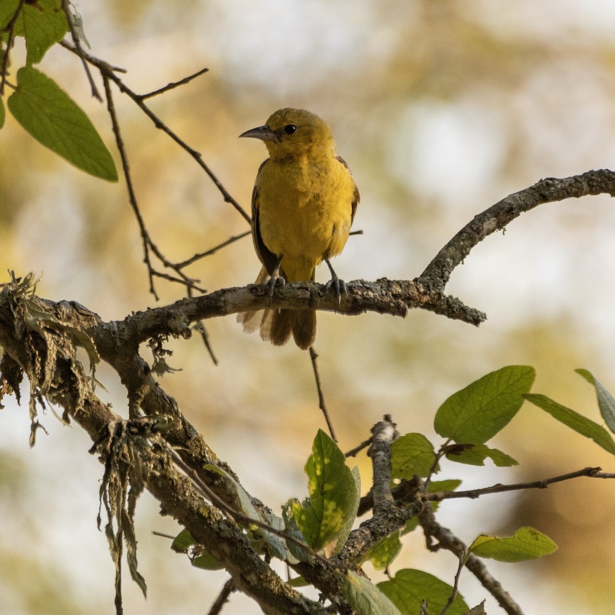 Orchard Oriole - ML608364409