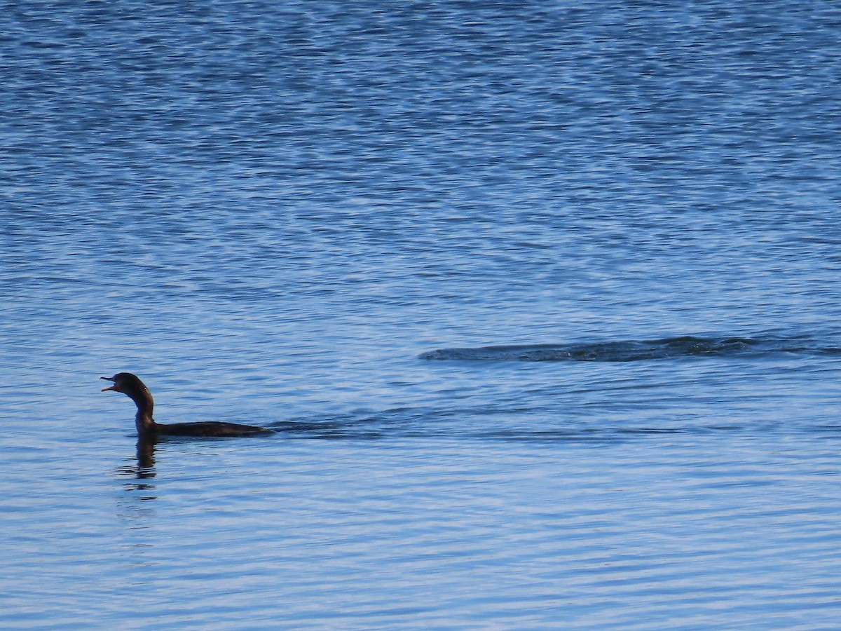 Double-crested Cormorant - ML608364417