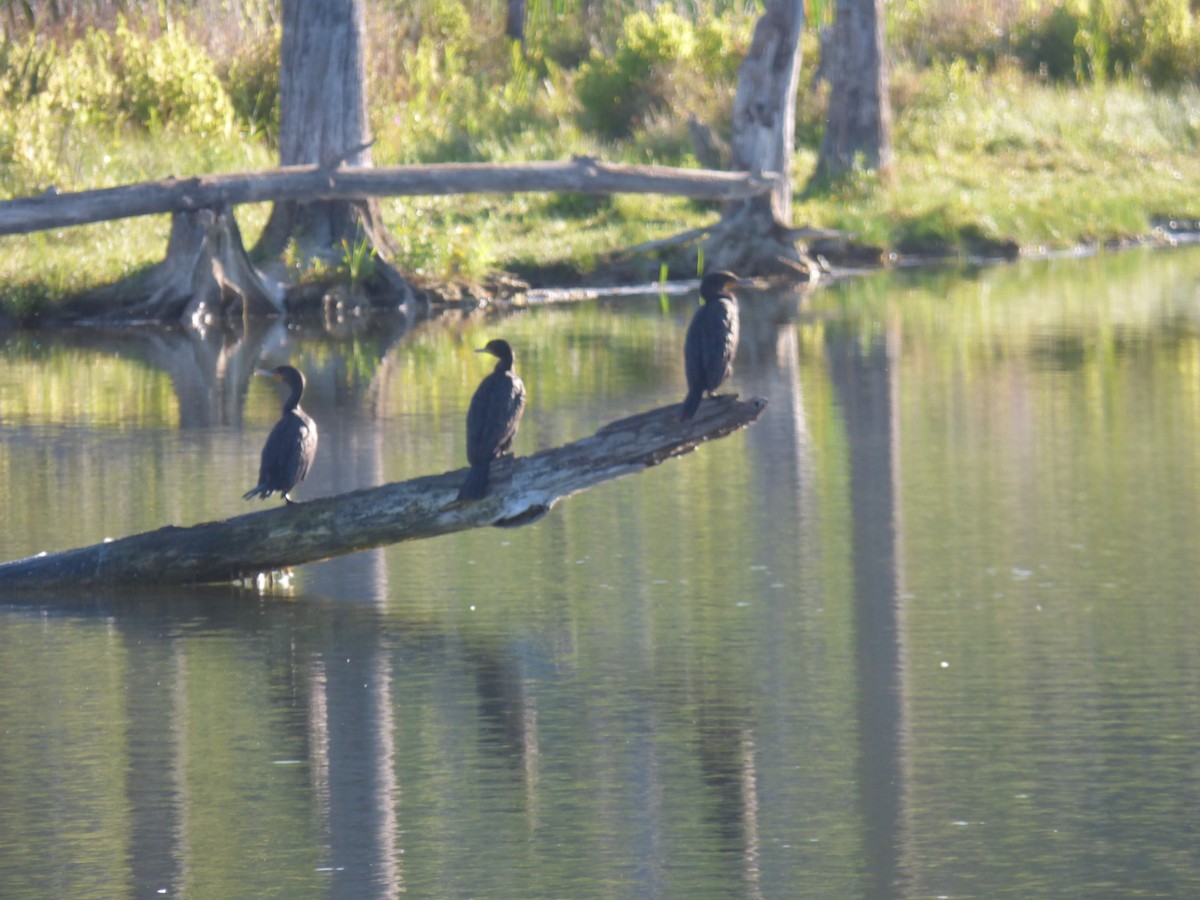 Double-crested Cormorant - ML608364467