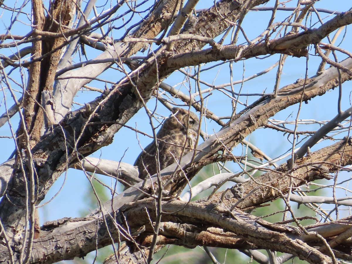 Great Horned Owl - ML608364470