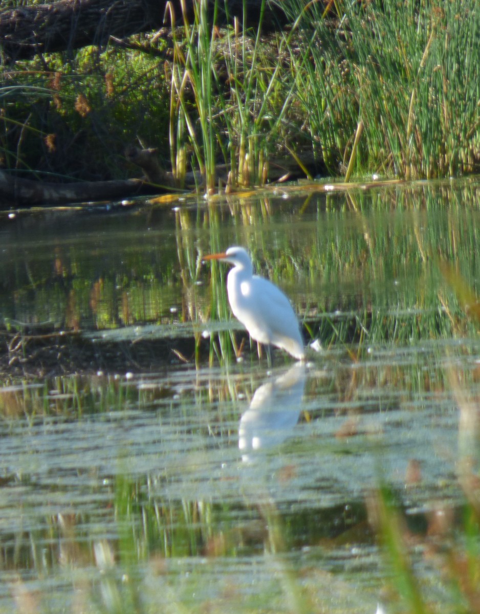 Great Egret - ML608364480