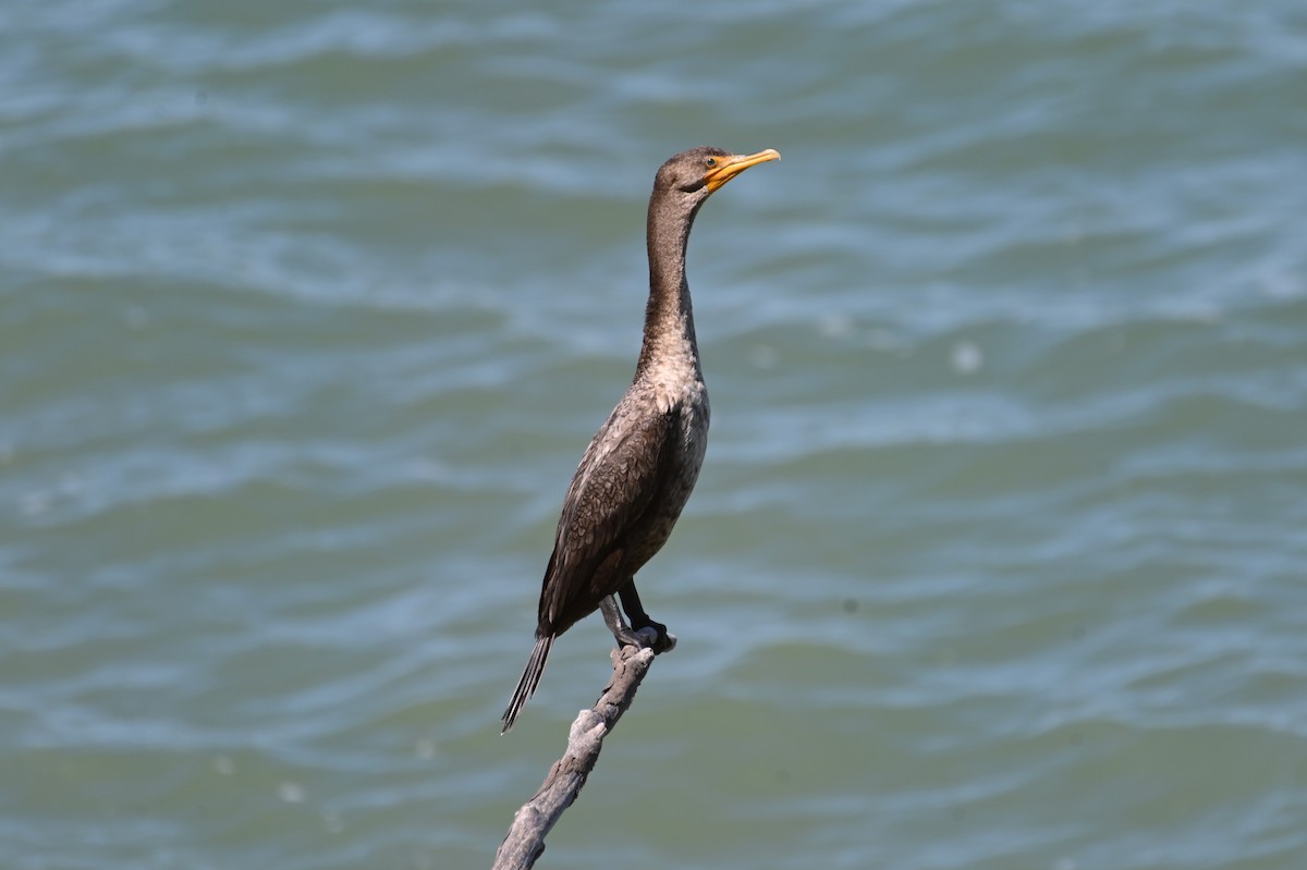 Double-crested Cormorant - ML608364491