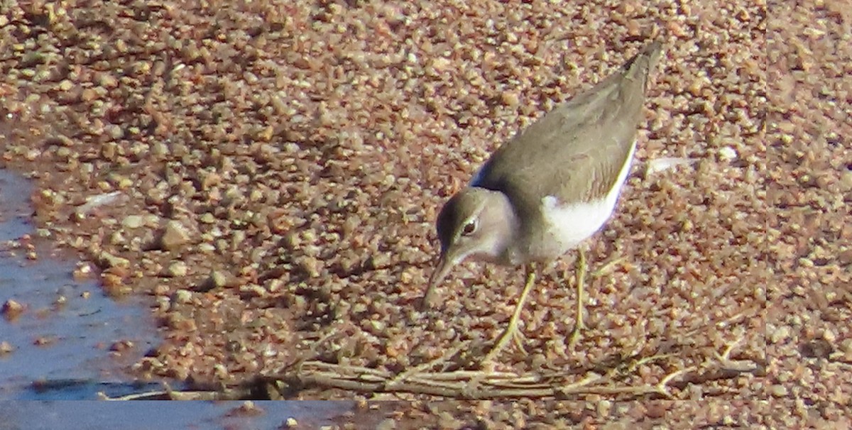 Spotted Sandpiper - ML608364541
