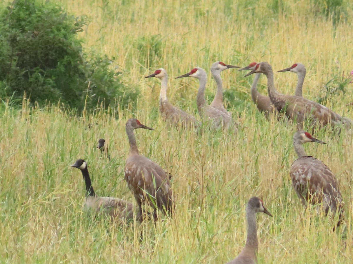 crane sp. - Gerald Frost