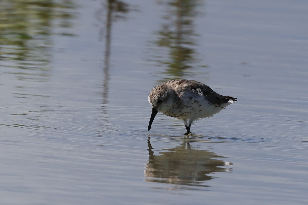 Western Sandpiper - ML608364716