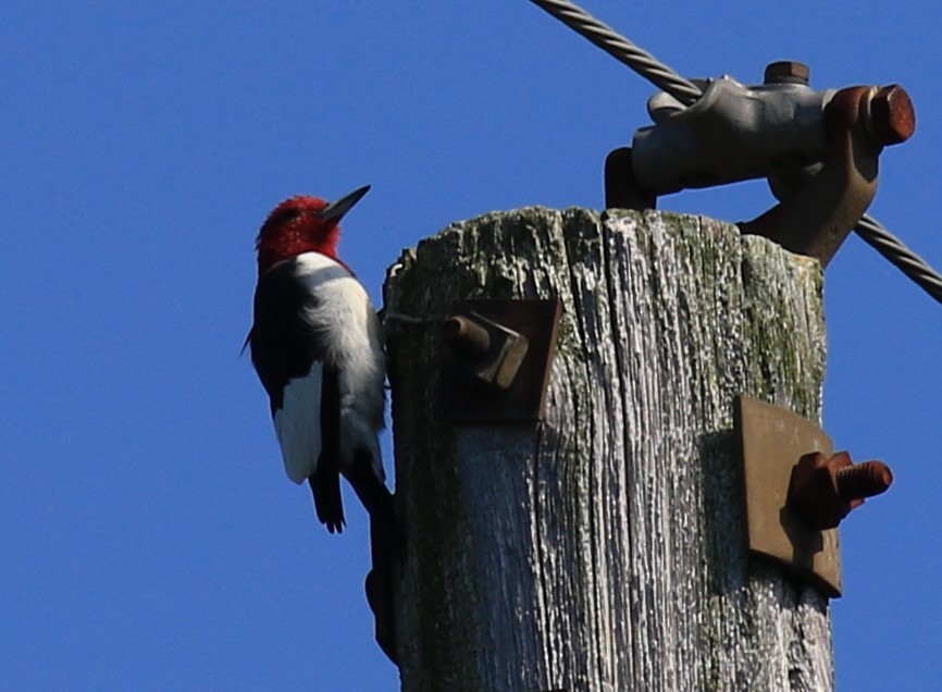 Red-headed Woodpecker - Scott McConnell