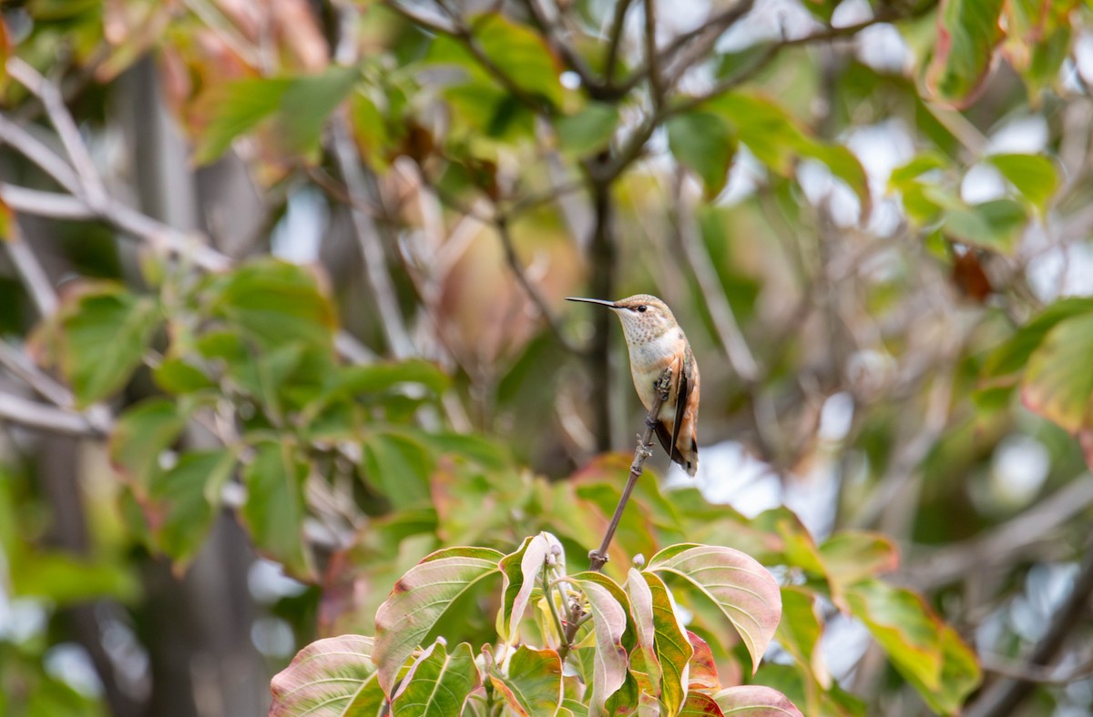 Rufous Hummingbird - ML608364770