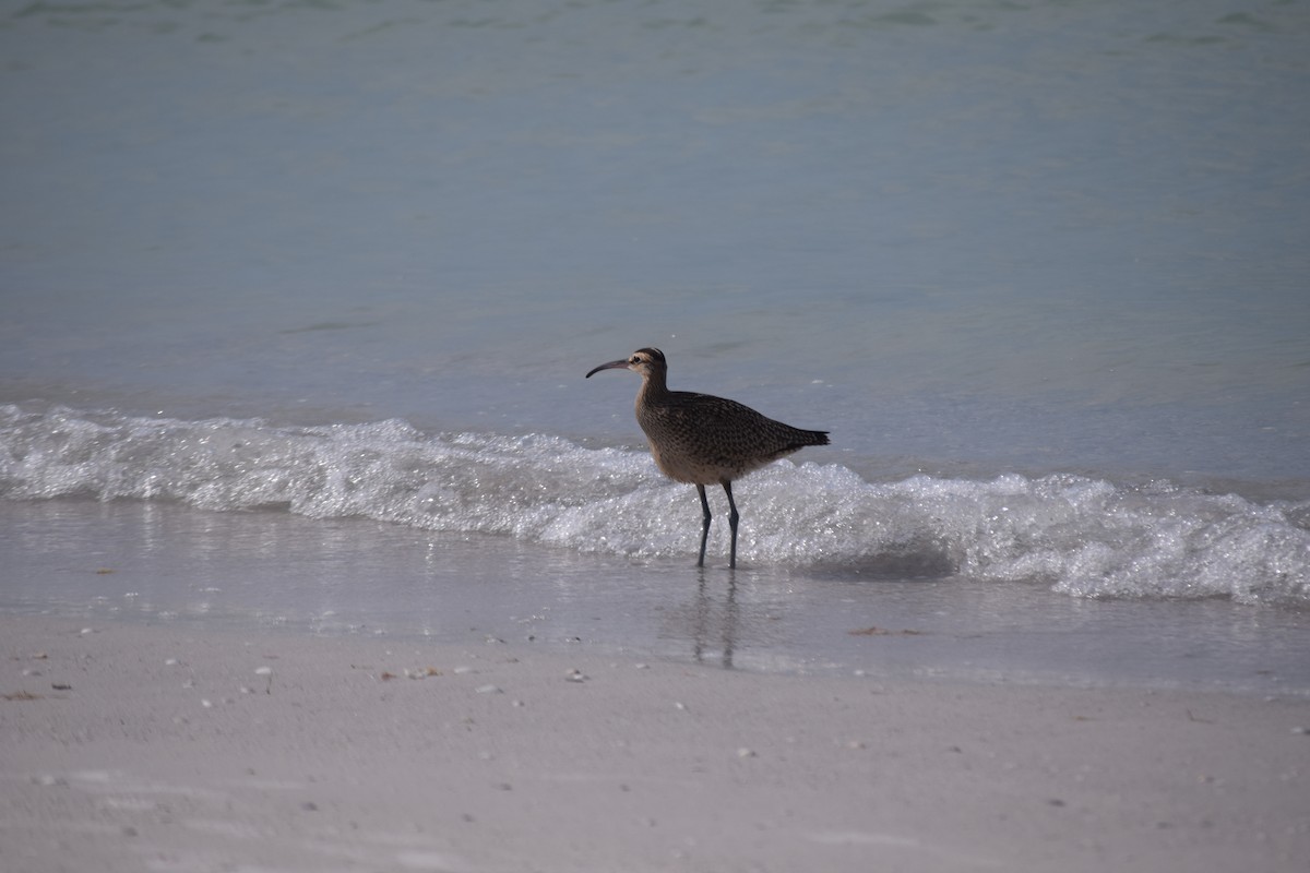 Whimbrel - Matthew Press