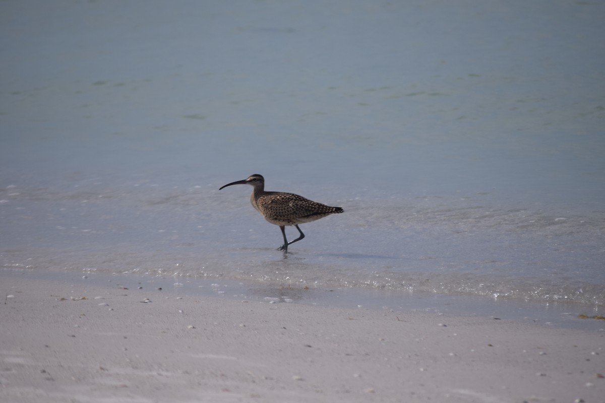 Regenbrachvogel - ML608364823