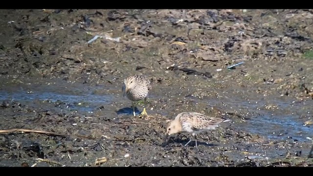 Pectoral Sandpiper - ML608364839