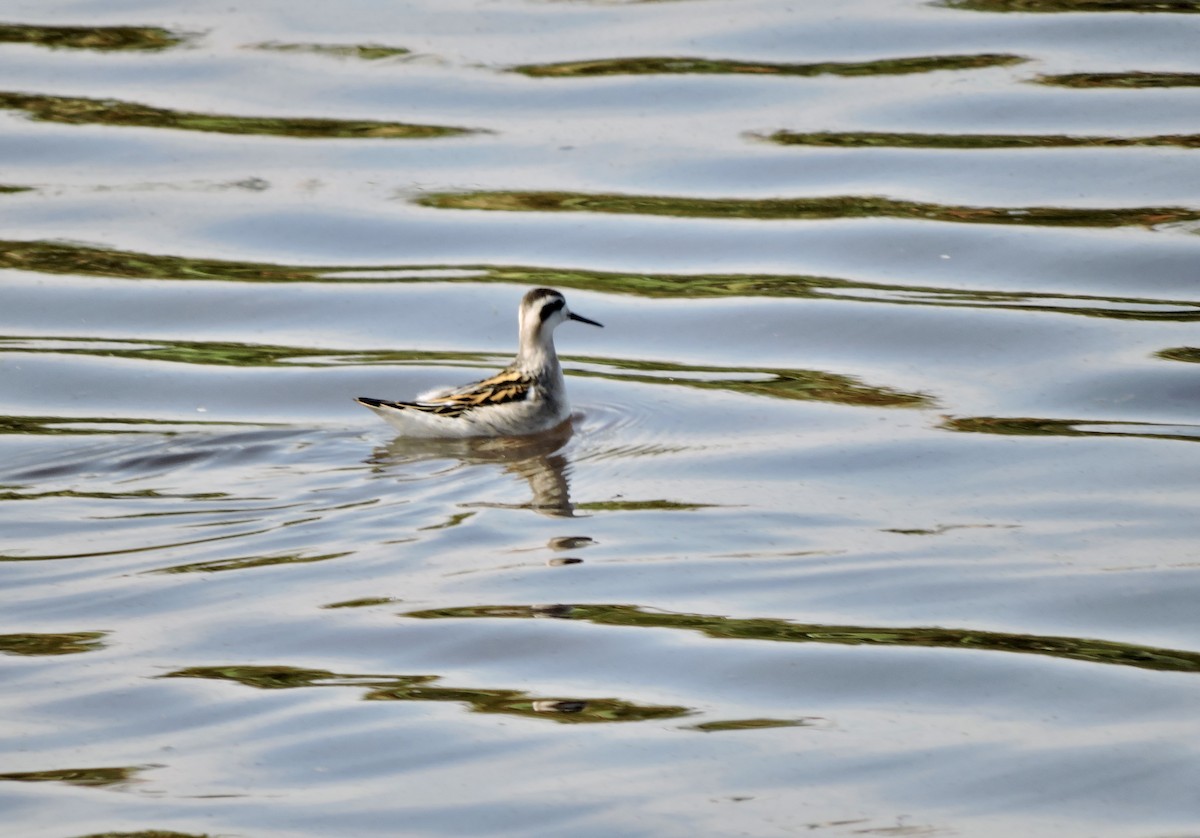 Red-necked Phalarope - ML608364898