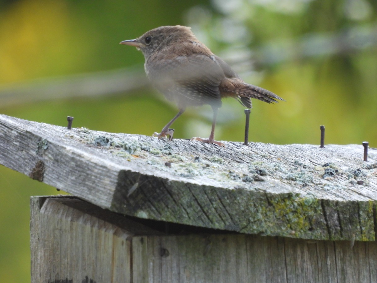 House Wren - ML608364937