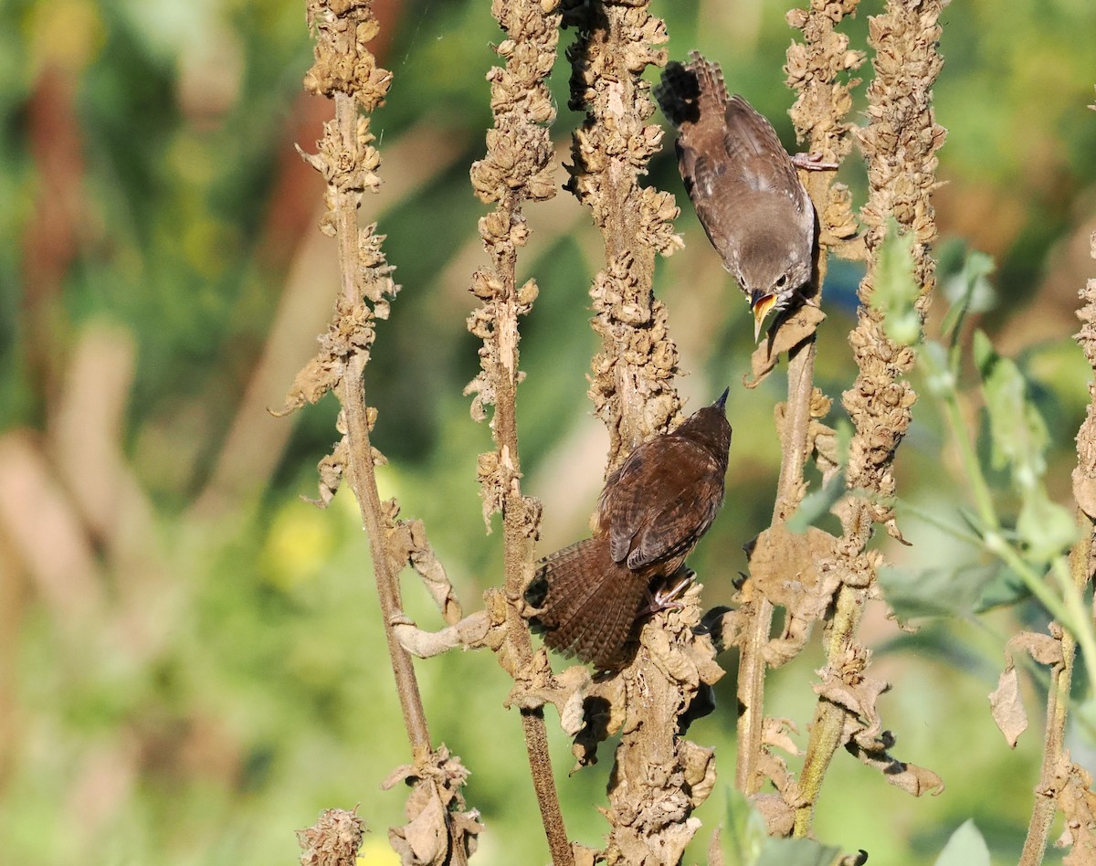 House Wren - ML608365037