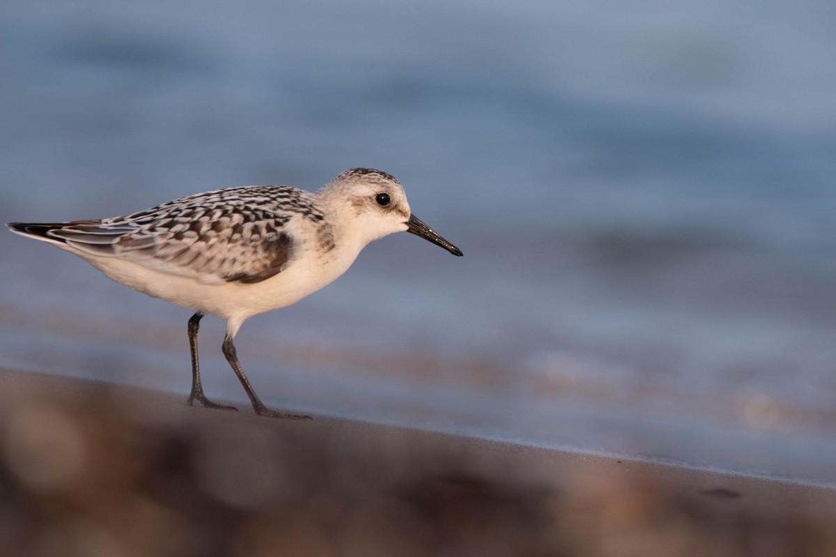 Sanderling - ML608365130