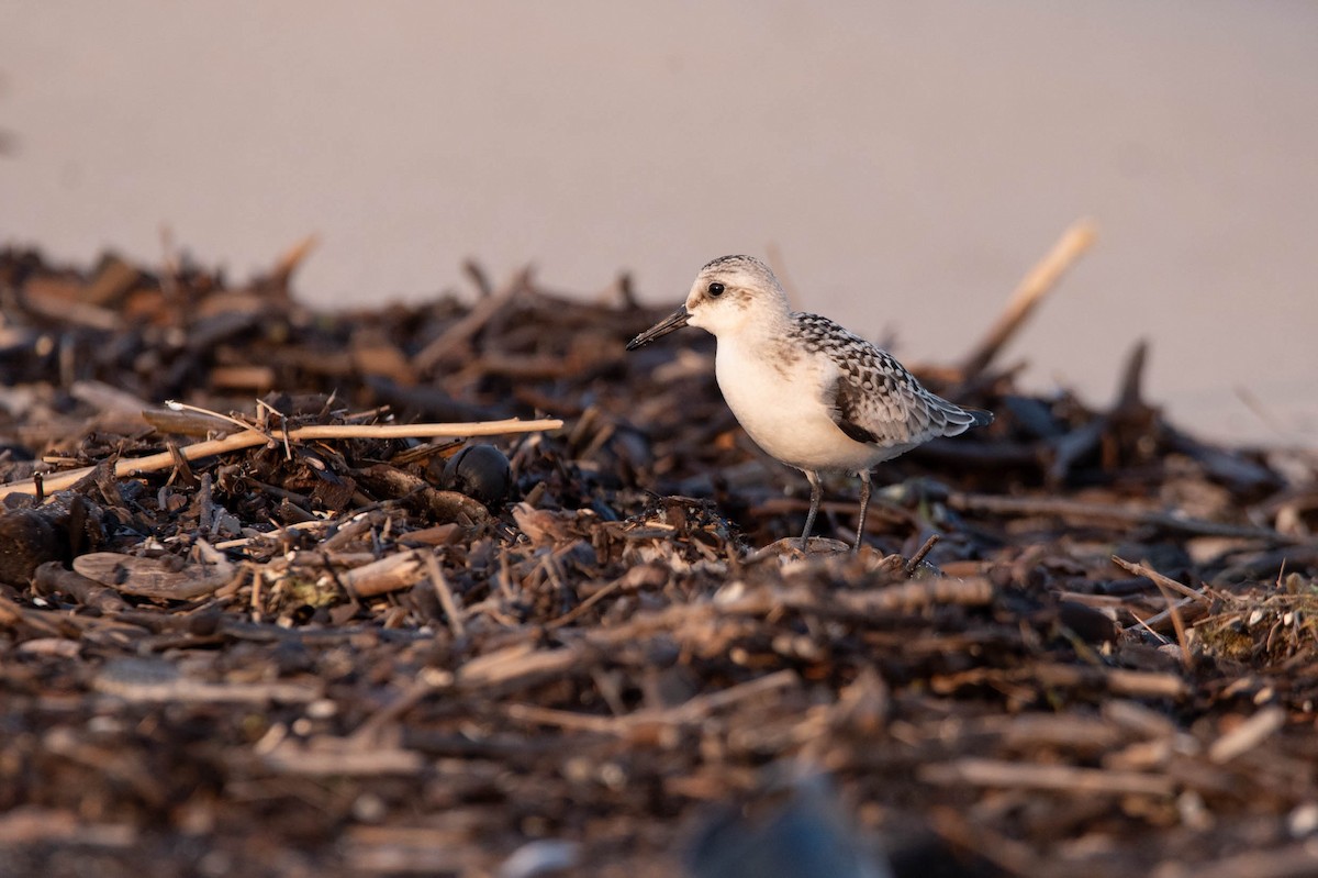 Sanderling - ML608365131