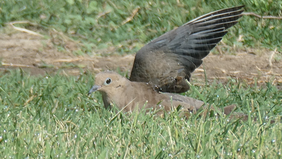 Mourning Dove - Dane Fagundes