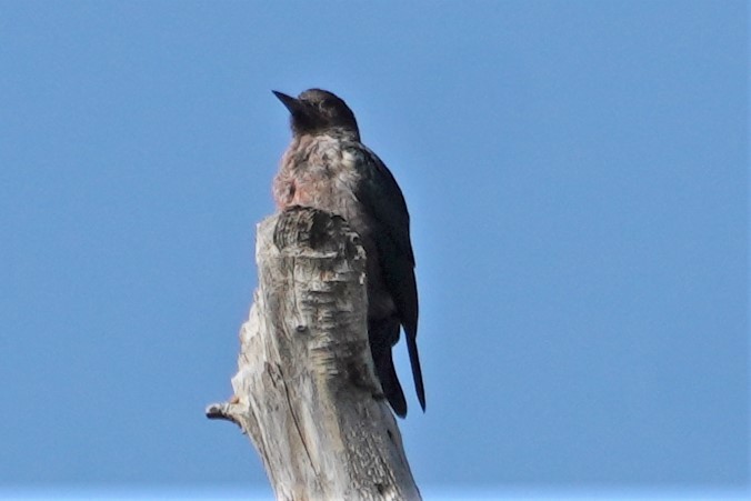 Lewis's Woodpecker - ML608365378