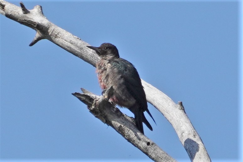 Lewis's Woodpecker - ML608365380