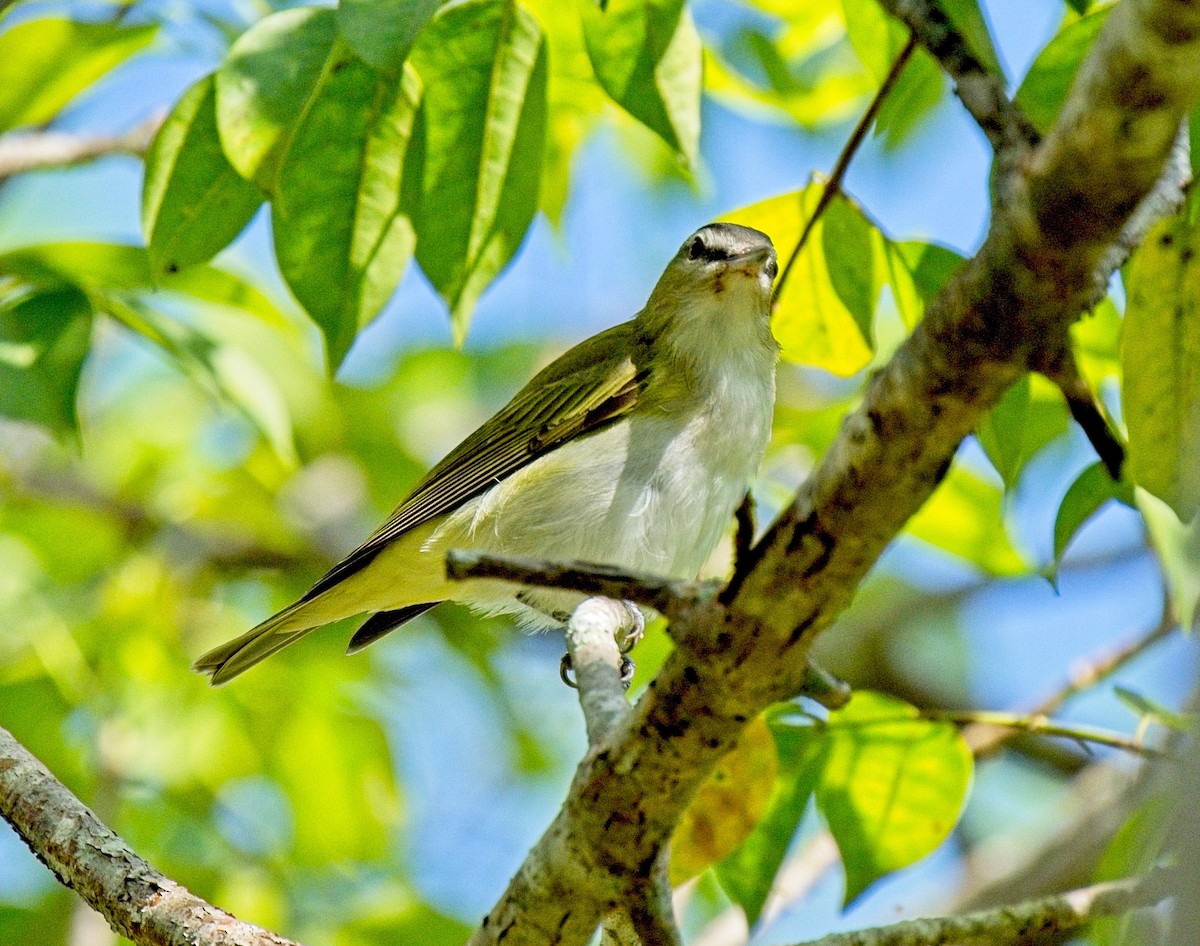 Vireo Ojirrojo - ML608365420