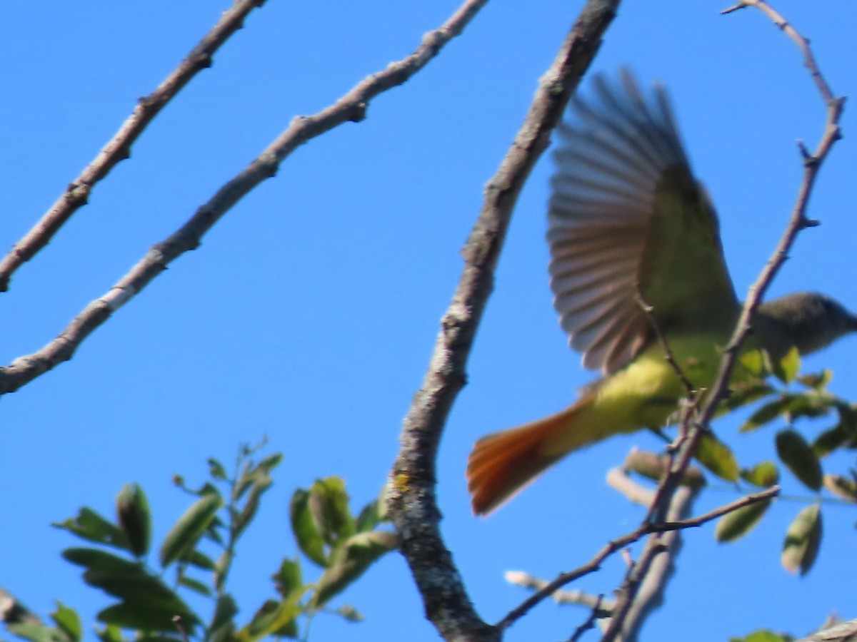 Great Crested Flycatcher - ML608365475