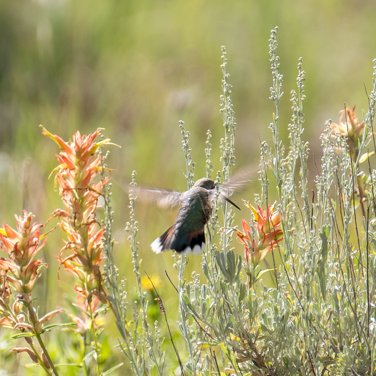 Rufous Hummingbird - ML608365482