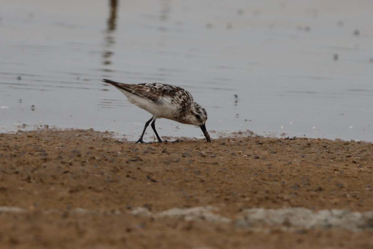 Bécasseau sanderling - ML608365513